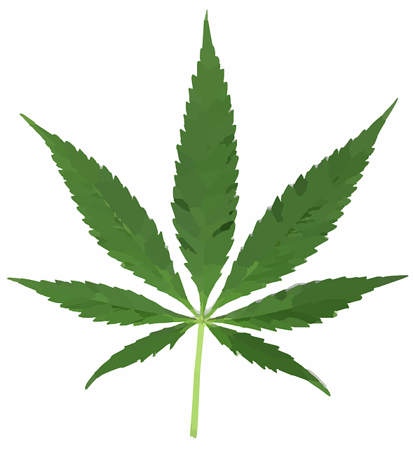 cannabis-weed-marijuana-640x480-37919851.png