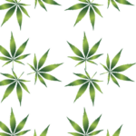 cannabis-weed-marijuana-640x480-61390863.png