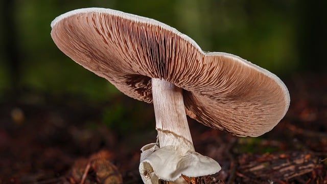 mushroom gummies