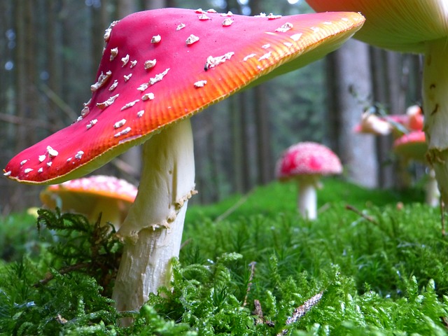 mushroom gummies