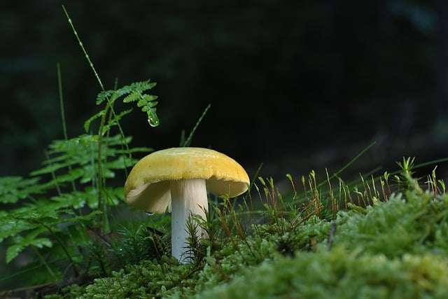 mushroom gummies