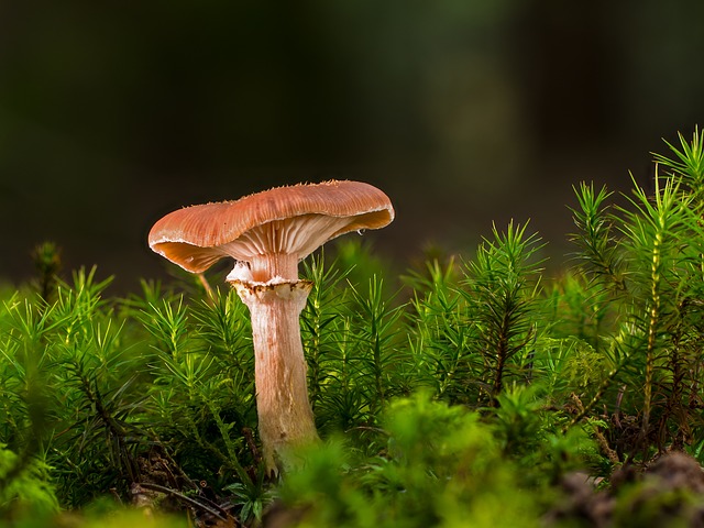 mushroom gummies