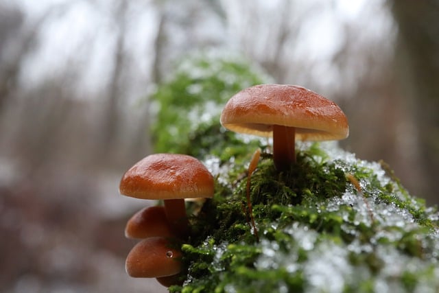 mushroom gummies