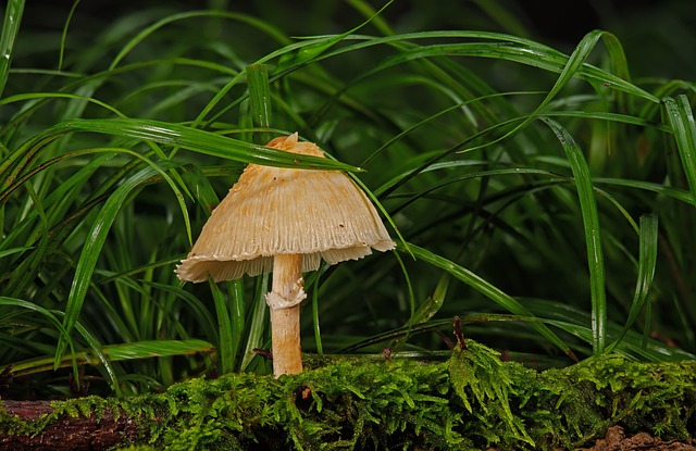 mushroom gummies