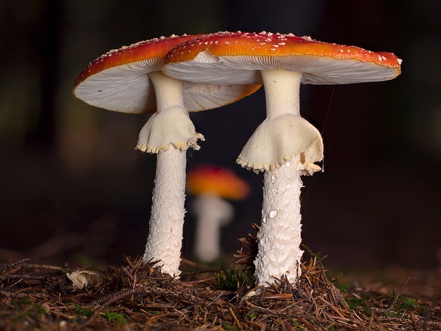 mushroom gummies