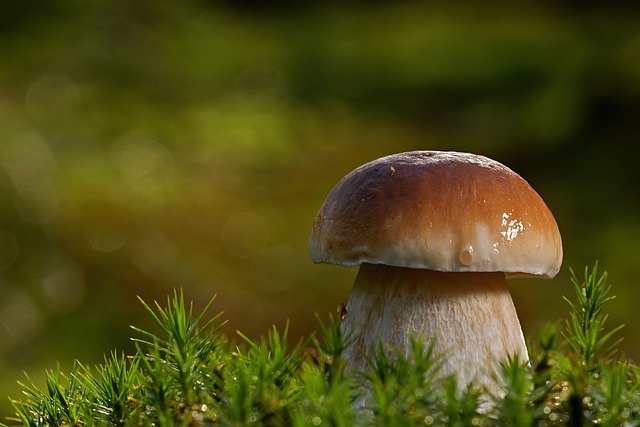 mushroom gummies