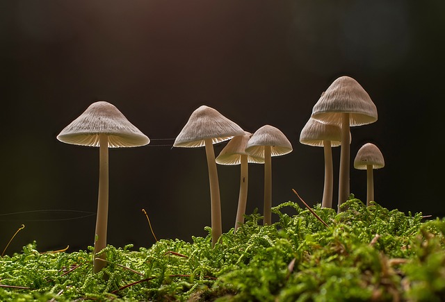 mushroom gummies