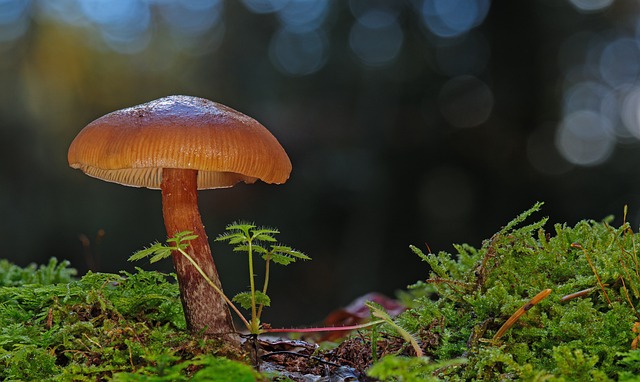 mushroom gummies