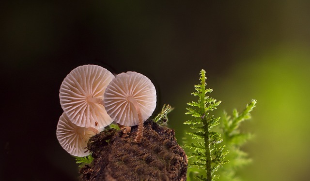 mushroom gummies