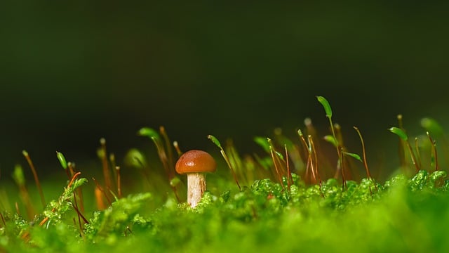 mushroom gummies