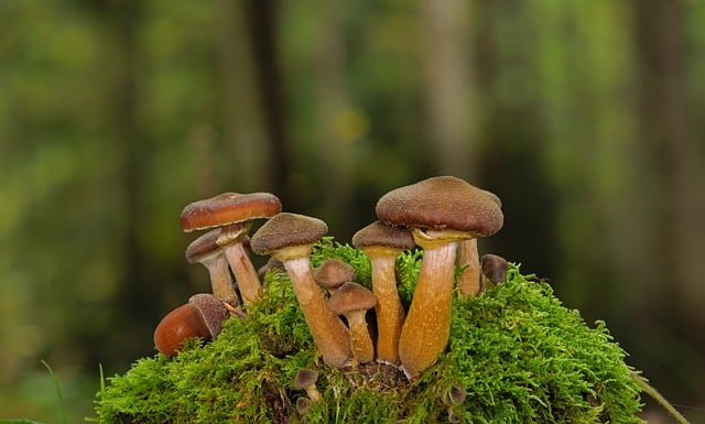 mushroom gummies