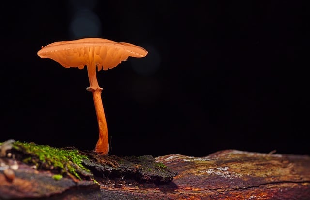 mushroom gummies