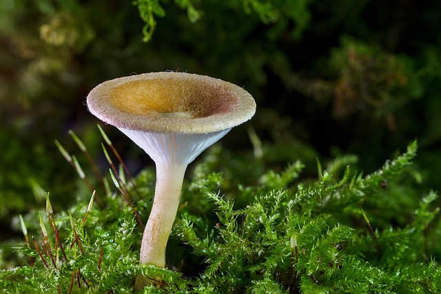 mushroom gummies