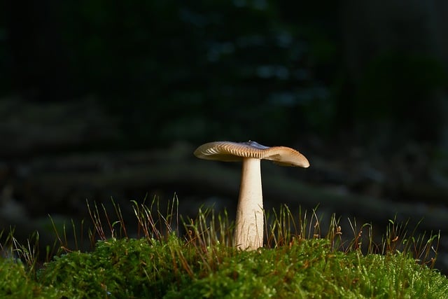 mushroom gummies