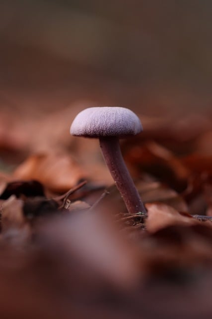 mushroom gummies