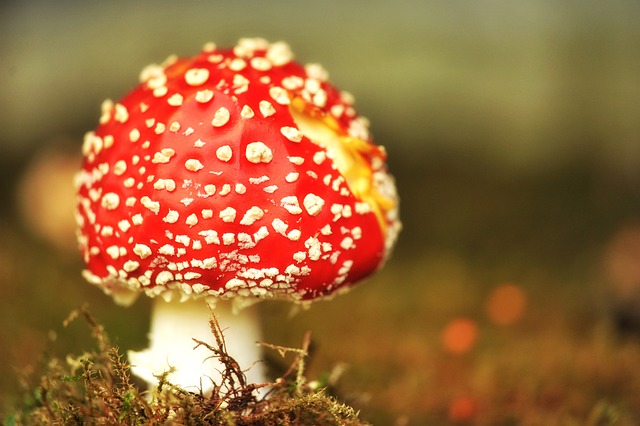 mushroom gummies