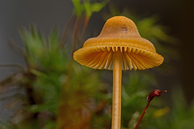 mushroom gummies