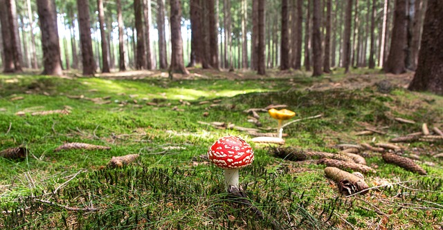 mushroom gummies