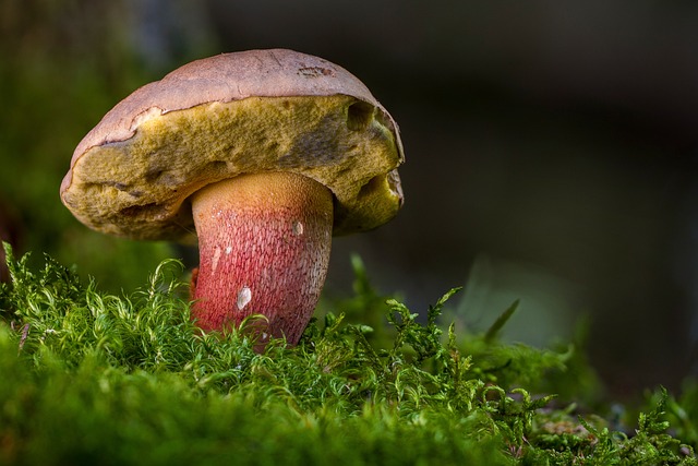 mushroom gummies