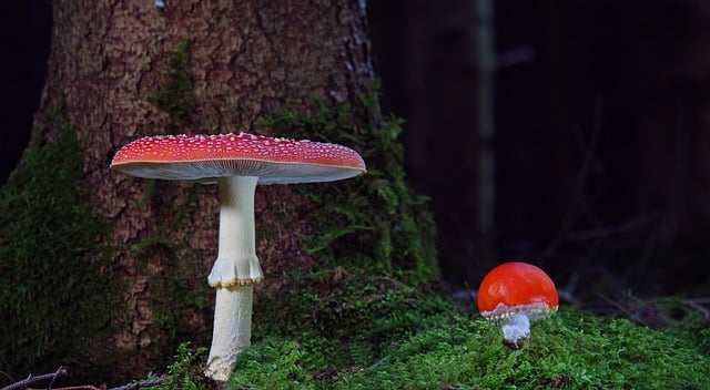 mushroom gummies