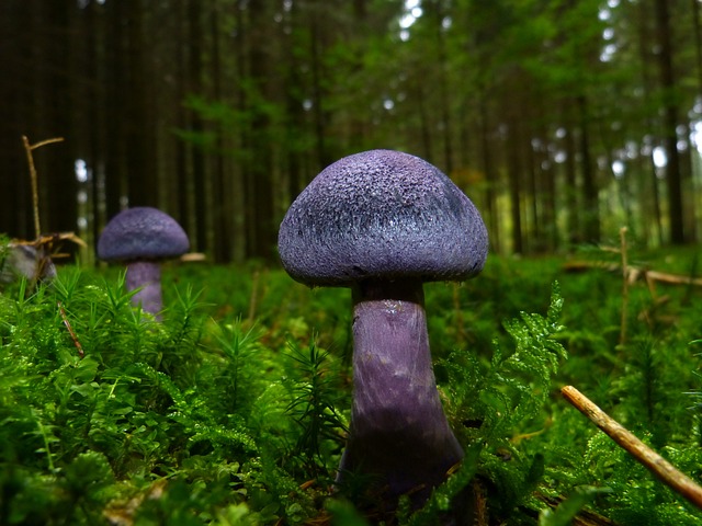 mushroom gummies