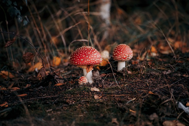 mushroom gummies