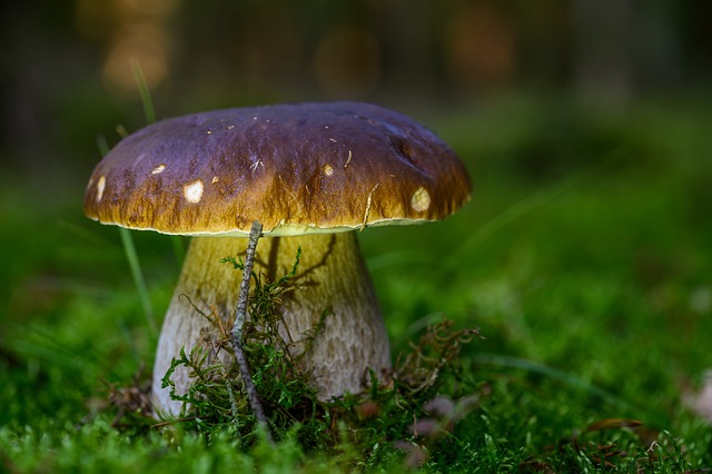 mushroom gummies