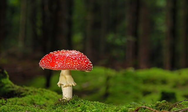 mushroom gummies