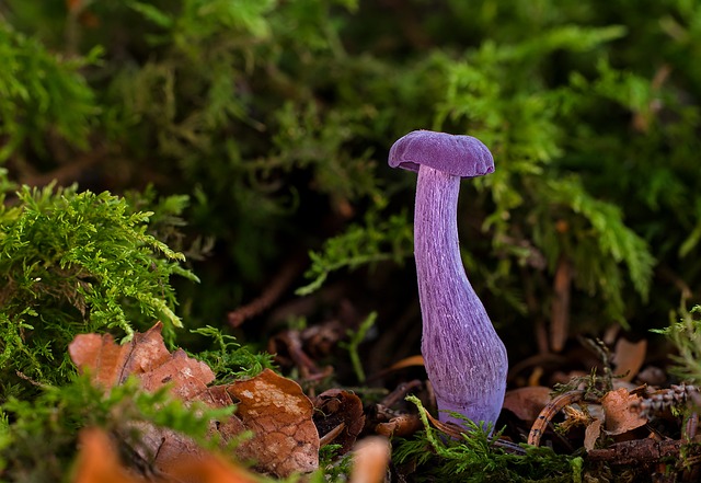 mushroom gummies