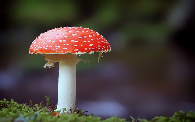 mushroom gummies