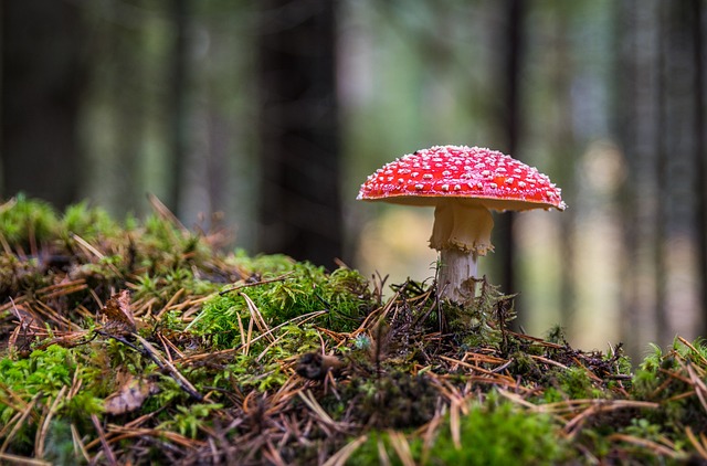 mushroom gummies