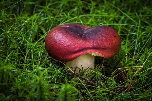 mushroom gummies