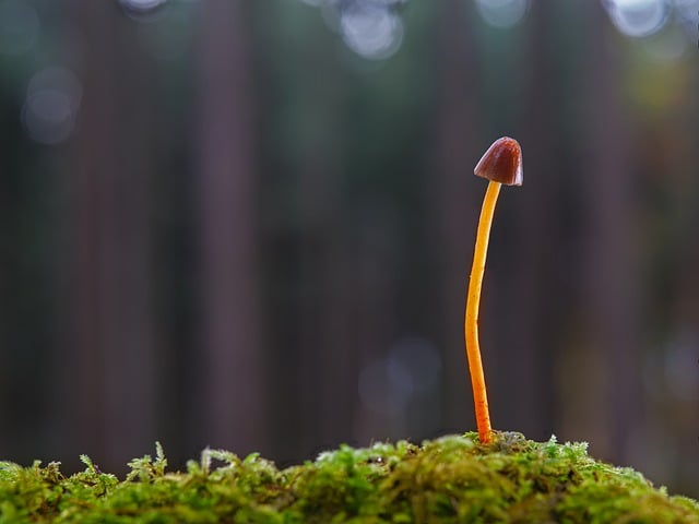 mushroom gummies