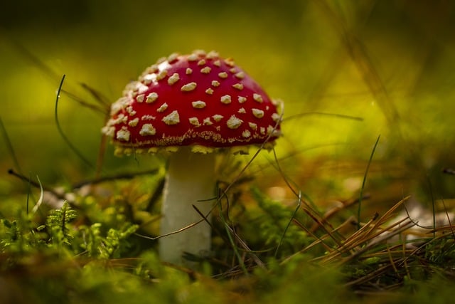 mushroom gummies