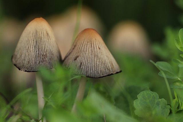 mushroom gummies