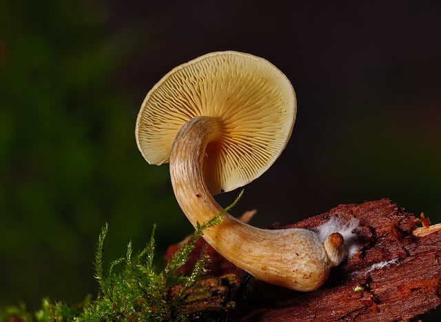 mushroom gummies