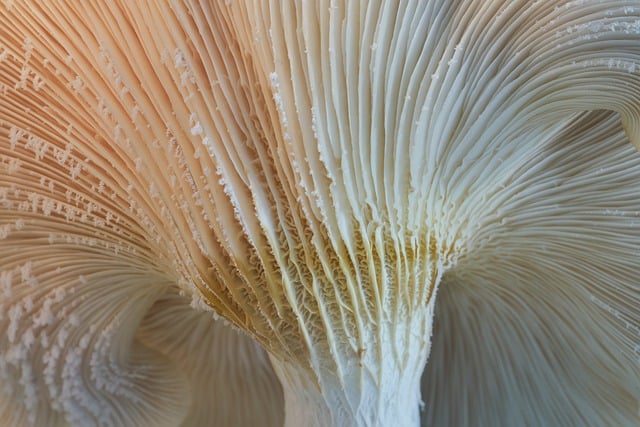 mushroom gummies