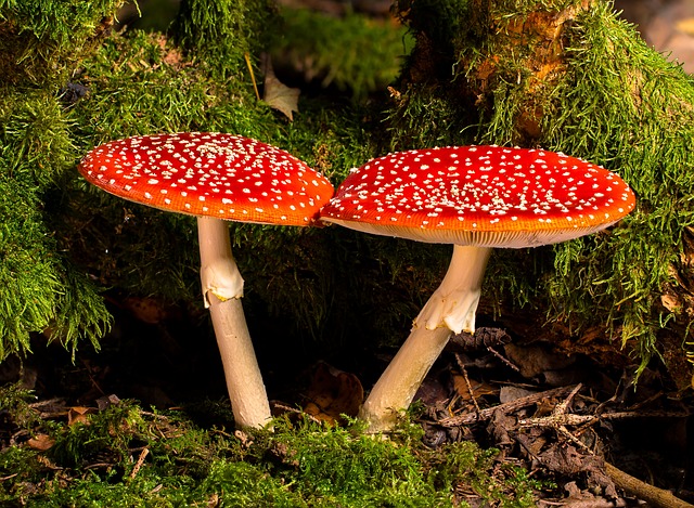 mushroom gummies