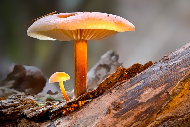 mushroom gummies