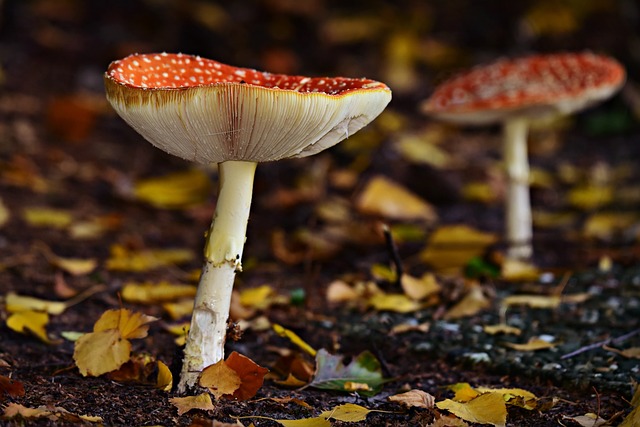 mushroom gummies