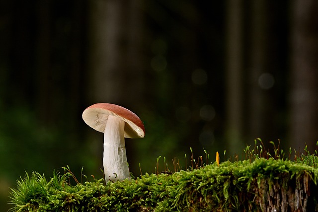 mushroom gummies