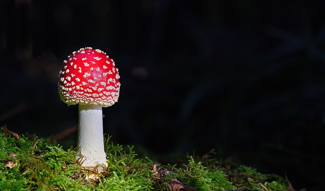 mushroom gummies