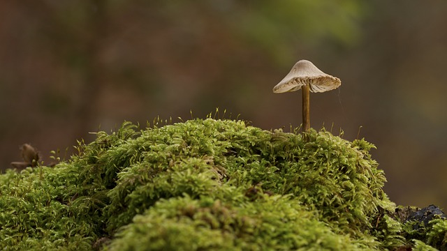 mushroom gummies