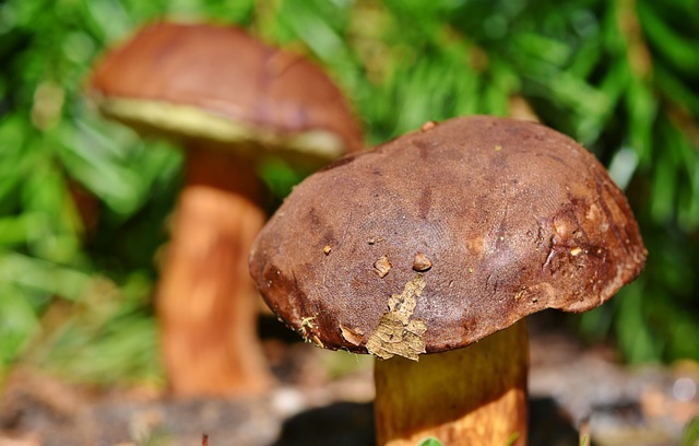 mushroom gummies