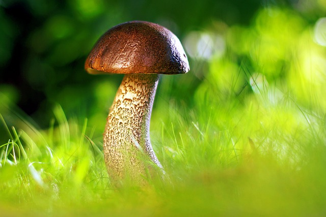 mushroom gummies