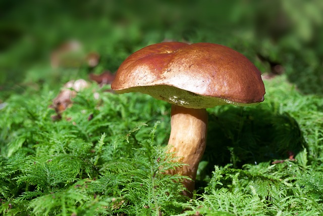 mushroom gummies