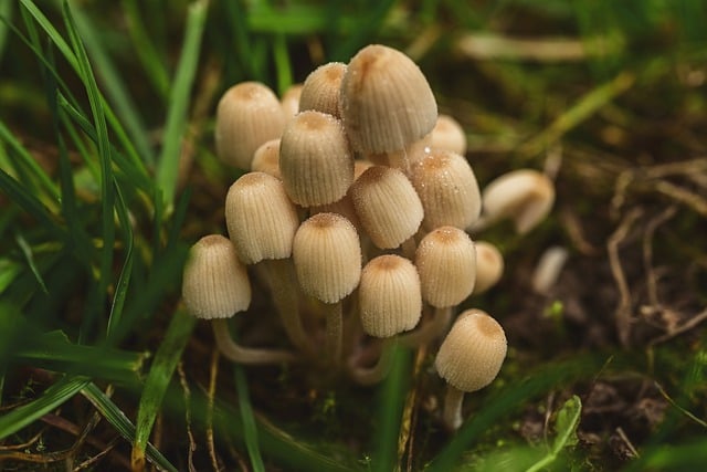 mushroom gummies