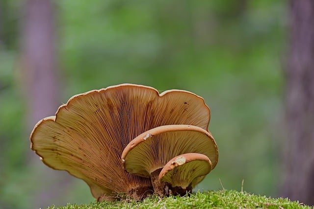 mushroom gummies