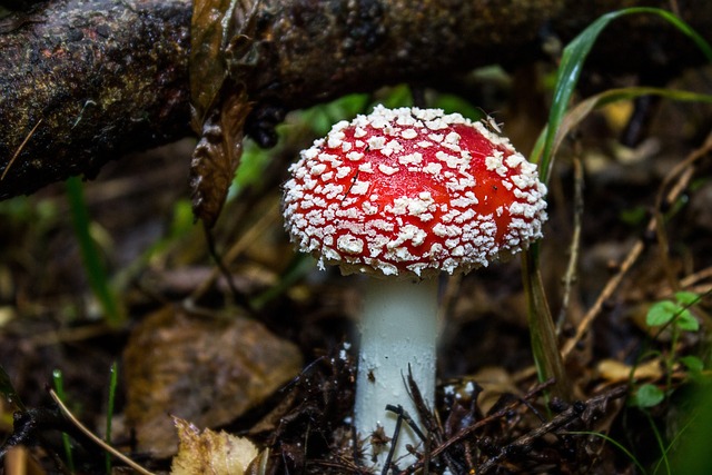 mushroom gummies