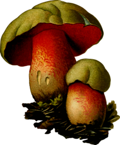 mushroom-gummies-640x480-66333603.png